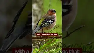 Bird Sounds - The Chaffinch Song is a Joy to Hear 