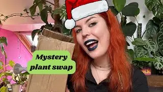 Mystery plant swap unboxing🎅🏻 Secret Planta🎄