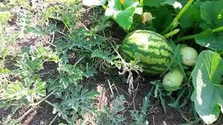 НОВЫЙ МЕТОД ОПРЕДЕЛЕНИЯ СПЕЛОСТИ АРБУЗА 1000%! Опровержение прошлого. СМОТРЕТЬ ВСЕМ!