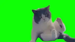 Cat self pleassure clean meme green screen