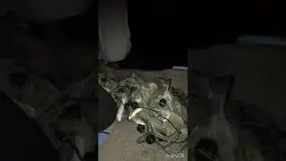 Fethiye - soğuksu balık avı…. Kasa kasa balık Amatörlük bi yere kadar artık profesyonel takılıyoruz