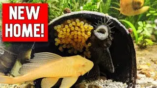 Moving my plecos for breeding!