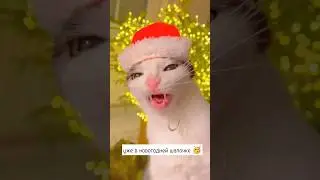 новый мем от кота , мем-кот 🤣 #fypシ