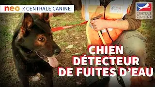 UN CHIEN POUR DÉTECTER LES FUITES D'EAU - Neo x Centrale Canine