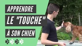 How to teach your dog to touch?