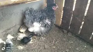 First Day Out: Hen and Chicks Explore the World After 21 Days of Incubation
