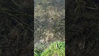 The Day Tina the Turtle Left Home