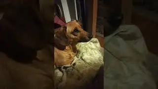 доверчивая собака