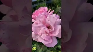 Be sure to treat your roses in the autumn.