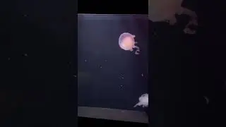 Я смотрю на морских жителей 3 часть