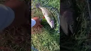 Իշխանի ձկնորսություն:)