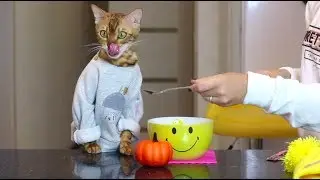 Angel Bengal Thanksgiving Feast