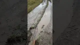 На Кирюше по лесам(2)