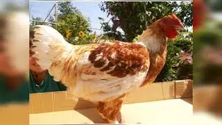 Куры породы Геркулес.