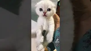 Почему нельзя брать за шкирку взрослую кошку