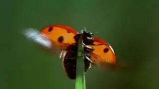 Летняя пора