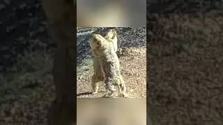 Marmots' fight looks like dancing!