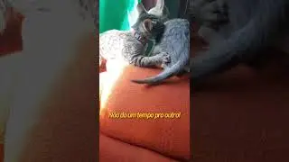 Conheçam meus filhotes #gatos