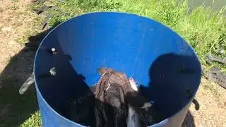 Улов рыбака на 21.7 кг в малом водоёме .
