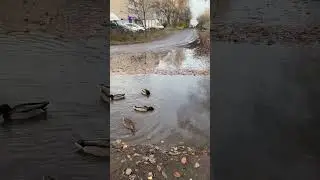 В яме на дороге завелись утки 😂
