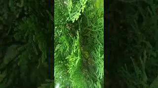 #pvskplantation #pvsk #travel #tour  #plant #tree #chettu(5)