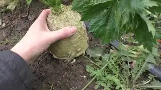 Сельдерей корневой Диамант
