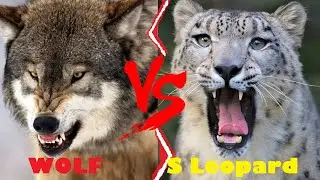Grey Wolf VS Snow Leopard || Wolf VS Snow Leopard Who Would Win