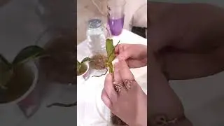 Реанимация орхидей 😊