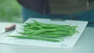 Turaco - Beans | Product Demo Video (EN)