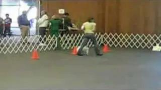 Perfect Score at AKC Rally Novice Trial