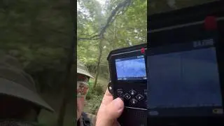 MARCASSINS DEVANT MA CAMÉRA CHASSE HAPIMP 😍