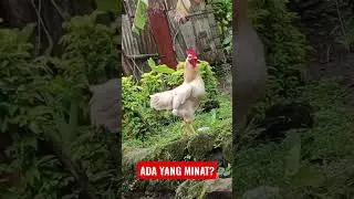 AYAM LANGKA #shorts #ayamlangka #ayamhias #ayamkampung #ayamhutan