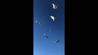 лет белые + красные николаевские