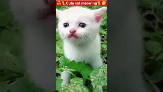 cute cat // cat sound meow😇||little pussy cat voice 