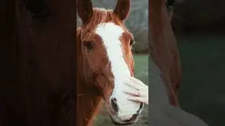 #Horse and Breeds cute animal ❤️❤️❤️👌👌👌