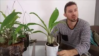 ORQUÍDEA CATACETUM: cultivo com reservatório de água.