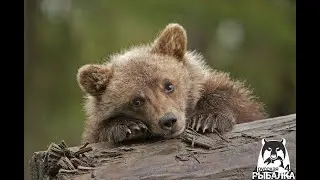 Потерялся медвежонок :(