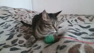ПОИГРАЙ со МНОЙ !
