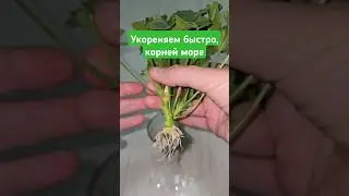 ЖАЛЕЮ, ЧТО не укореняла ГЕРАНЬ так раньше, корни лезут очень быстро и щеткой #цветы #floweringplant
