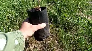 Сосна, посадка в пакетах. Способы посадки.