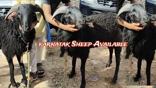 Karnatak Sheep's Available Contact:-8328661867