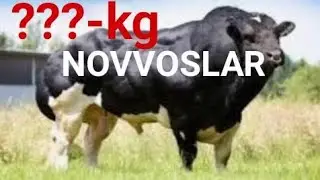 SAMARQAND TOYLOQ JUMABOZOR MOL BOZORI 2-QISM-САМАРКАНД ТОЙЛОК ЖУМАБОЗОР МОЛ БОЗОРИ 2-КИСМ