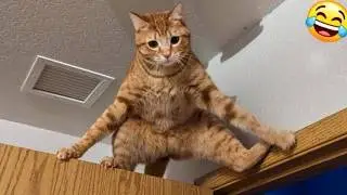 Cats That Regret Their Life Choices | FUNNY COMPILATION