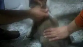Turkish kangal,Kangabg www.kangalbg.com