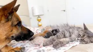 Loyal German Shepherd Refuses to Leave Mother Cat and Kittens Alone
