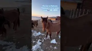 Встречаем рассвет на Байкале в сопровождении таких красавцев! #путешествия #travel #shots  #байкал