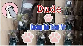 DUDE, KUCING LUCU TIDAK TAKUT AIR || My Cats Diary