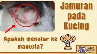 Jamur Pada Kucing (Penyebab, Pencegahan, Penularan, dan Cara Mengobati)