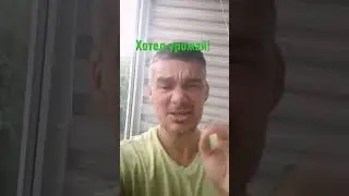 думал кустик мини, а урожай макси! ХРЕН там!!!!