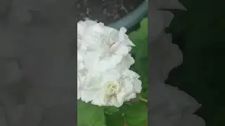 УГ Айгуль
